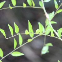 Capparis sepiaria L.